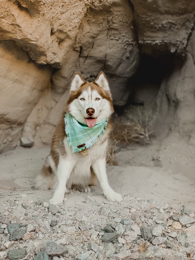 Husky