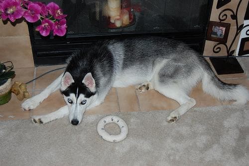 Husky