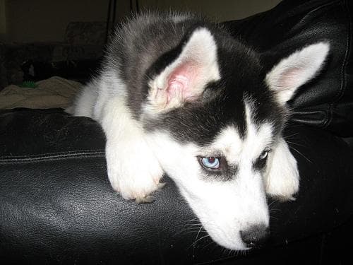 Husky
