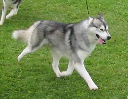 Husky