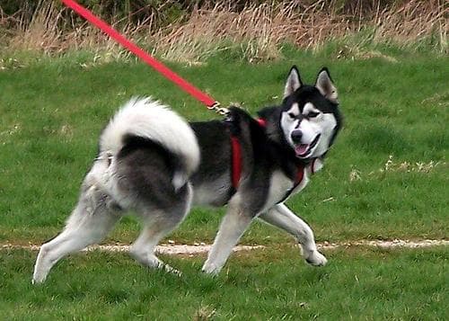 Husky
