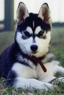 Husky