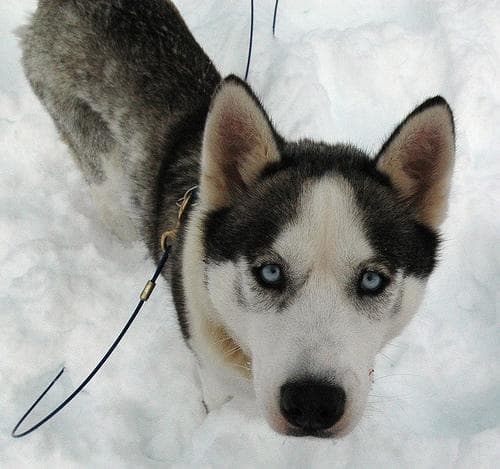 Husky