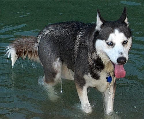 Husky