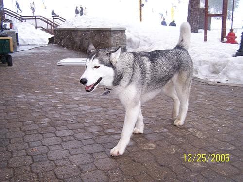 Husky