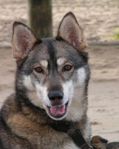 Husky