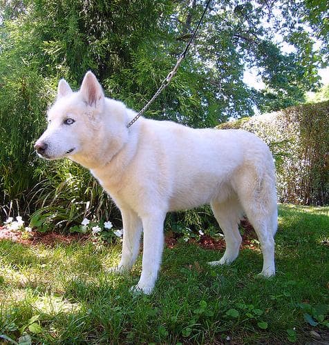 Husky