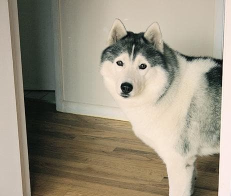Husky