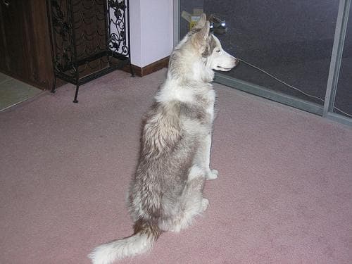 Husky