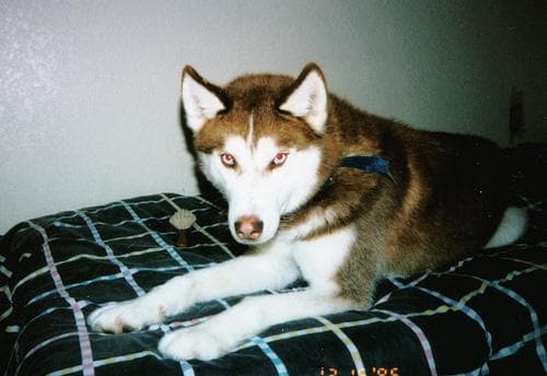Husky