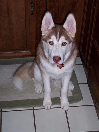 Husky
