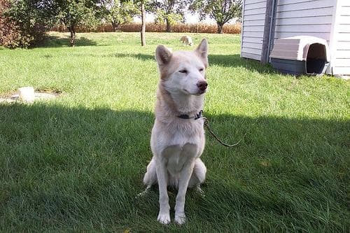 Husky