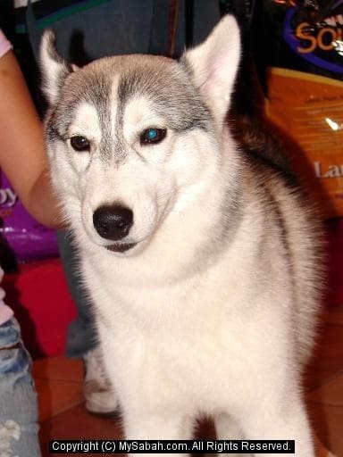 Husky