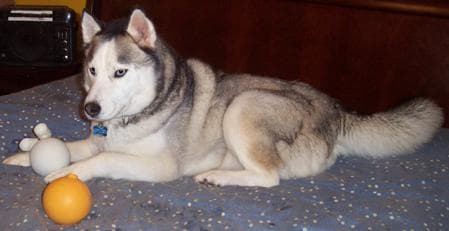 Husky