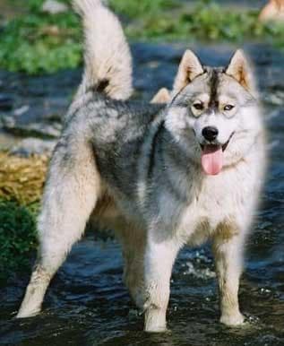 Husky