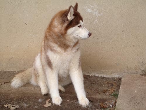 Husky