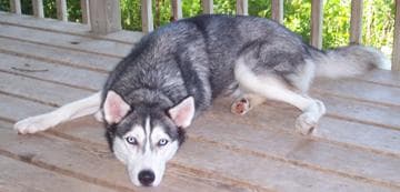 Husky