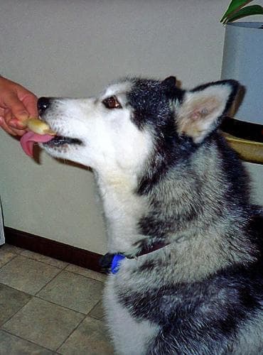 Husky