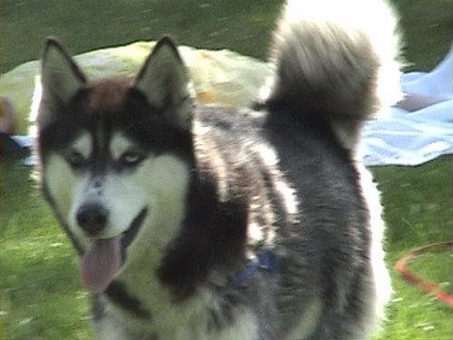 Husky