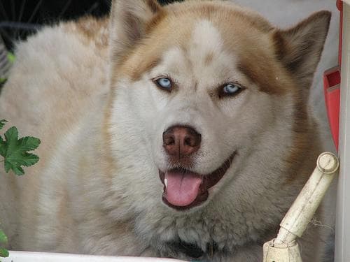 Husky