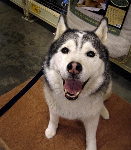 Husky