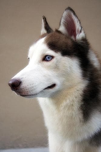 Husky