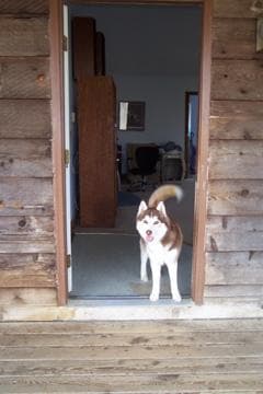 Husky