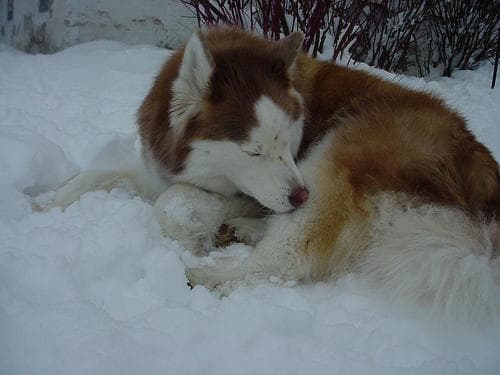 Husky
