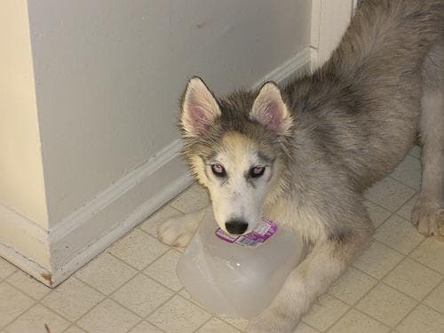 Husky
