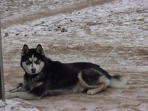 Husky