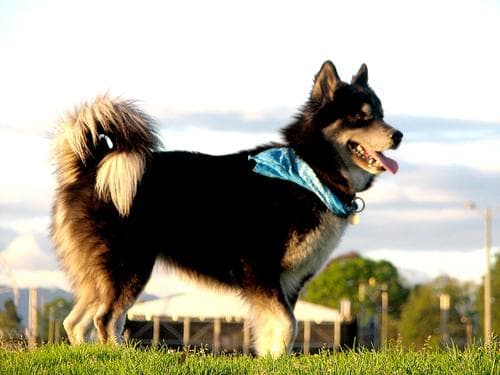 Husky