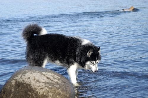 Husky