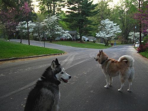 Husky