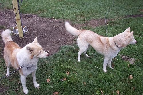 Husky