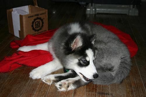 Husky
