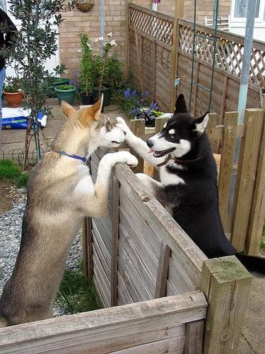 Husky