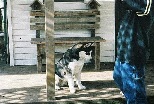 Husky
