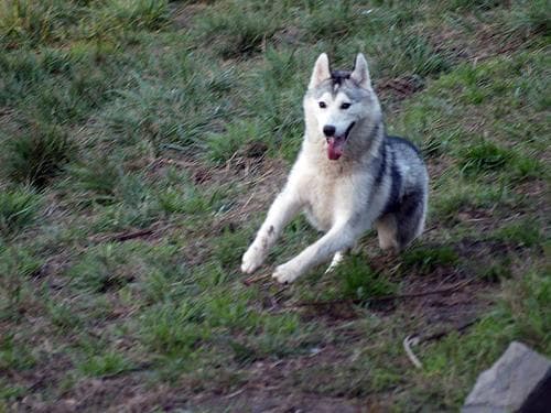 Husky