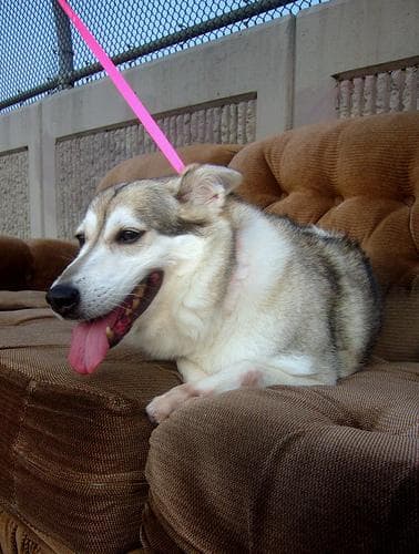 Husky