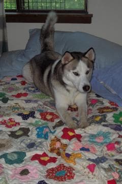 Husky