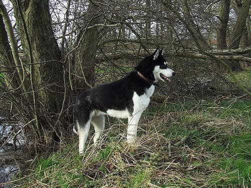 Husky
