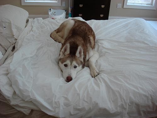Husky