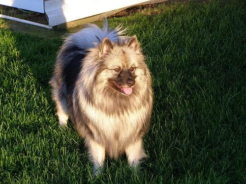 Keeshond