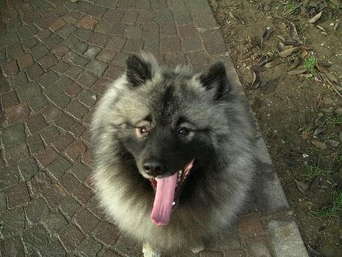 Keeshond