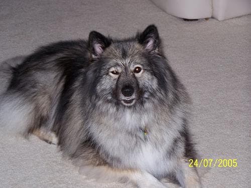 Keeshond