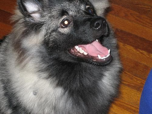 Keeshond