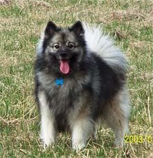 Keeshond