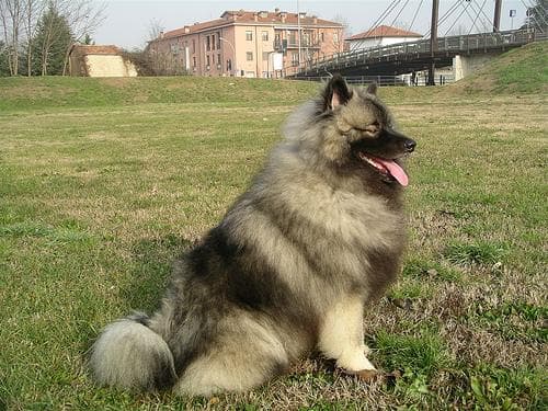 Keeshond