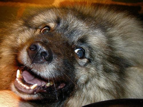 Keeshond
