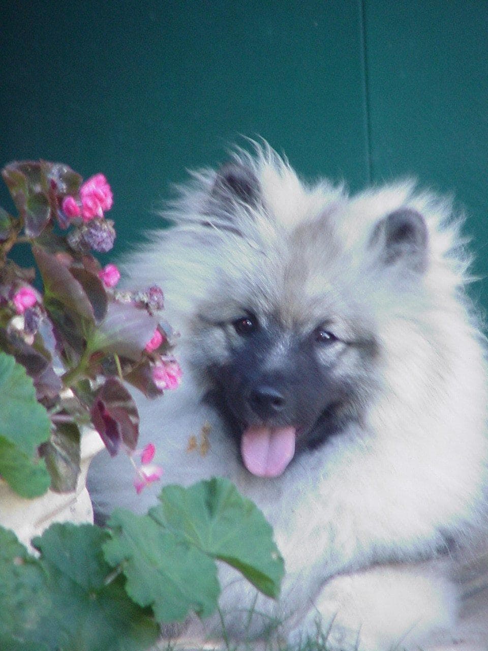 Keeshond